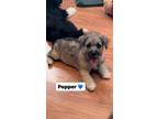Adopt Pepper a Tan/Yellow/Fawn - with Black Norfolk Terrier / Border Terrier /