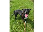 Adopt Emma a Boxer / Labrador Retriever / Mixed dog in Port McNicoll