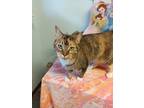 Adopt Maggie a Domestic Short Hair