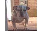 Bulldog Puppy for sale in Hampton, GA, USA