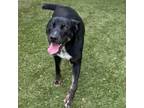 Adopt Dakota a Black Labrador Retriever