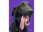 Adopt Rolo a Retriever (Unknown Type) / Chesapeake Bay Retriever / Mixed dog in