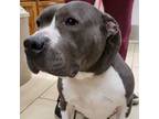Adopt Daisy a American Bully, Pit Bull Terrier