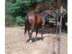 TB 16.2 big stout gelding