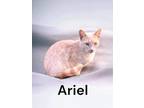 Adopt Ariel a Domestic Short Hair
