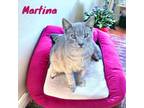 Adopt Martina a Domestic Short Hair