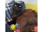 Adopt Marley (bonded with Archer) a Domestic Long Hair