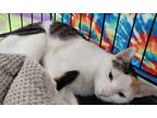 Adopt Mama Mia a Calico