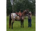 Blanketed Appaloosa Mare