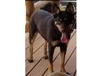 Adopt Charlie Babe a Brown/Chocolate Australian Kelpie / Husky / Mixed dog in