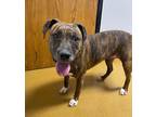 Adopt Luna-bell a Brindle American Pit Bull Terrier / Mixed dog in Maryville
