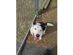 Adopt Terrance a Black - with White Husky / Shepherd (Unknown Type) / Mixed dog