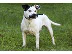Adopt Spanky a White American Staffordshire Terrier / Mixed dog in Cashiers