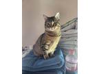 Adopt Hailey a Gray, Blue or Silver Tabby Domestic Shorthair cat in Steinbach