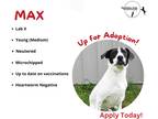 Adopt Max a Black - with White Shepherd (Unknown Type) / Mixed dog in Mt