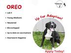 Adopt Oreo a Black - with White Shepherd (Unknown Type) / Mixed dog in Mt