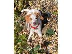 Adopt Daisy Moore a Beagle