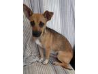 Adopt Cheesy a Tan/Yellow/Fawn - with White Dachshund / Chiweenie / Mixed dog in