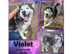 Adopt Violet a Siberian Husky
