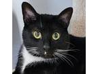 Adopt Star 4859 a Domestic Short Hair