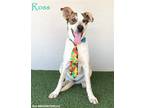 Adopt Ross a White - with Tan, Yellow or Fawn Jack Russell Terrier / Beagle /