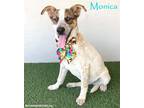 Adopt Monica a White - with Tan, Yellow or Fawn Jack Russell Terrier / Beagle /