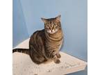 Adopt Maggie a Domestic Short Hair