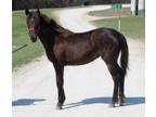 Adopt CHANEL a Gaited