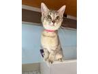 Adopt Ally a American Shorthair