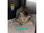 Adopt Athena a Tiger