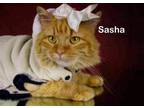 Adopt Sasha a Tabby