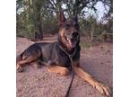 Adopt Tom a Black German Shepherd Dog / Mixed dog in Marana, AZ (34922054)