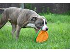 Adopt Autumn a Brindle - with White Pit Bull Terrier / Mixed Breed (Medium) /