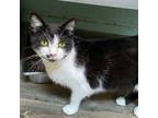 Adopt Opal a Domestic Short Hair