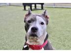 Adopt Brandi (in foster) a White American Pit Bull Terrier / Mixed dog in