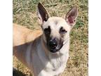 Adopt May JuM a Tan/Yellow/Fawn German Shepherd Dog / Mixed dog in Von Ormy