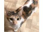 Adopt Orange Dream - lap cat a Domestic Short Hair