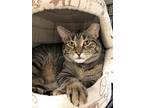 Adopt Nora a Domestic Shorthair / Mixed (short coat) cat in Whitehall