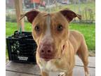 Adopt Virginia a American Staffordshire Terrier