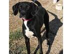 Adopt Shadow: Courtesy Post a Hound, Labrador Retriever