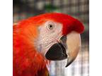 Adopt Beau a Macaw bird in Kanab, UT (27421883)