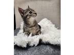 Adopt Tanner a Brown Tabby Domestic Mediumhair (medium coat) cat in Cerritos