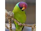 Adopt Columbine a Parakeet - Other bird in Kanab, UT (21302684)