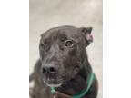 Adopt Raffe 'Rock' (Underdog in Foster) a Black Terrier (Unknown Type