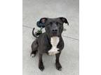 Adopt Axel a Black Labrador Retriever / Boxer / Mixed dog in Cincinnati