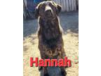 Adopt Hannah a Brindle Labrador Retriever / Boxer / Mixed dog in Mexia