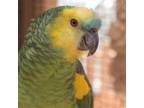 Adopt Rico a Amazon bird in Kanab, UT (21302506)