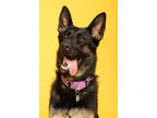 Adopt Rose a Black German Shepherd Dog / Mixed dog in Chicago, IL (37313007)