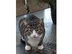 Adopt Miles a Gray, Blue or Silver Tabby Domestic Shorthair (short coat) cat in