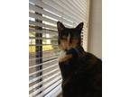 Adopt Coco a Calico or Dilute Calico Calico (short coat) cat in El Dorado Hills